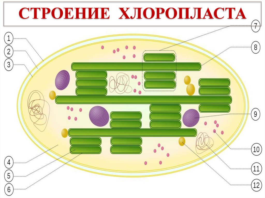 Состав хлоропласта