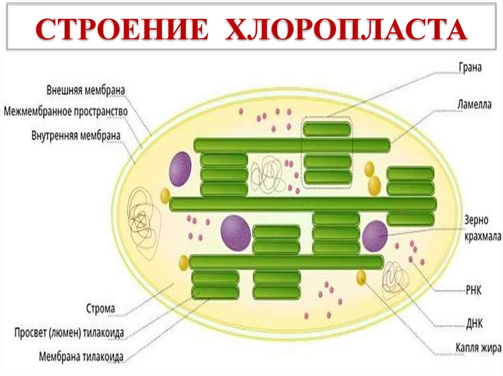 Общие свойства характерны для митохондрий и хлоропластов. Митохондрии и хлоропласты. Сходства и различия митохондрий и хлоропластов. Хемиосмос в хлоропластах.