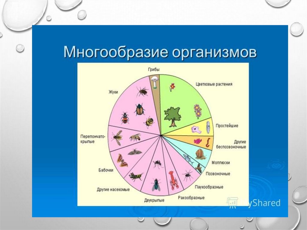 Презентация многообразие живых организмов 6 класс