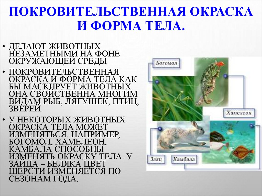 7 класс усложнение строения животных презентация