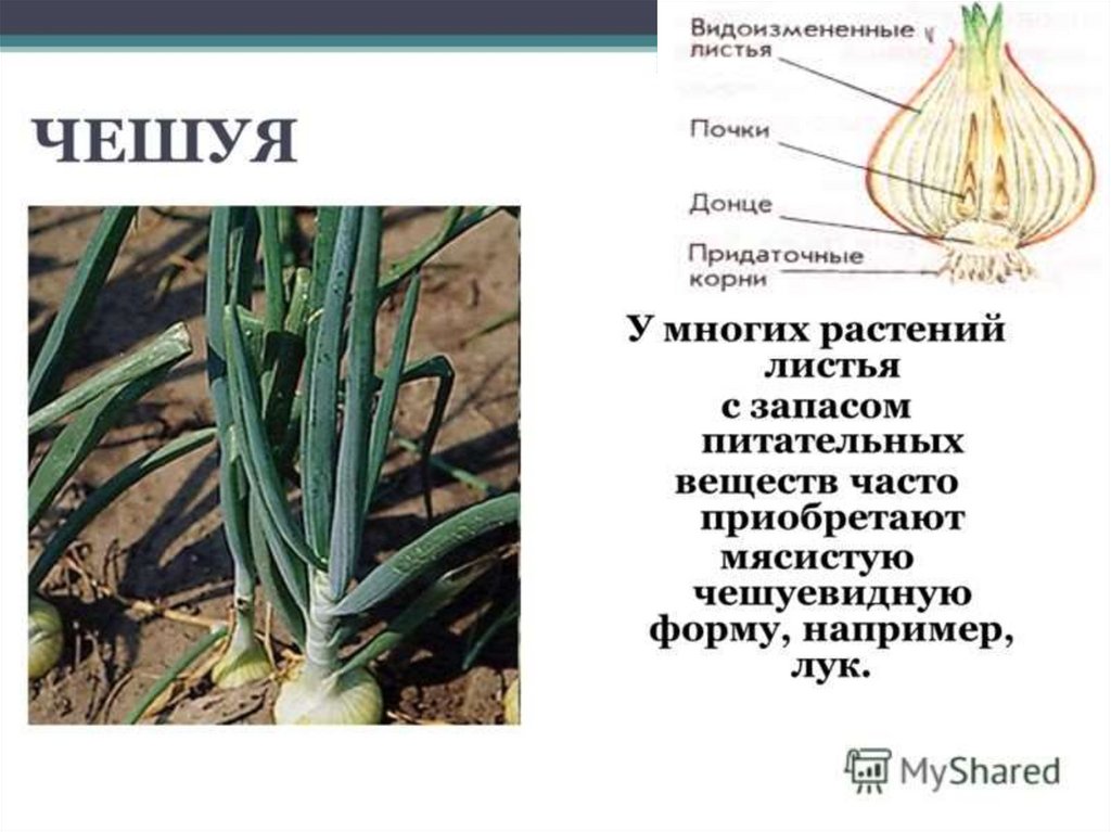 Презентация видоизменения листьев