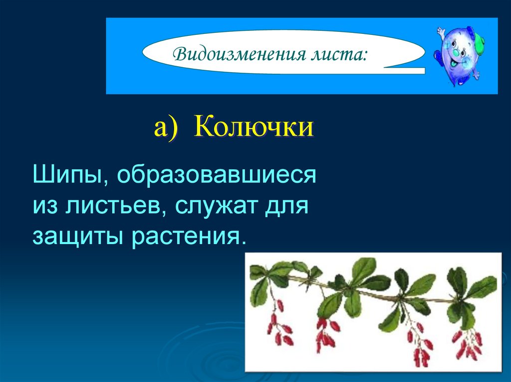 Видоизменения листьев. 4 Видоизменения листа.