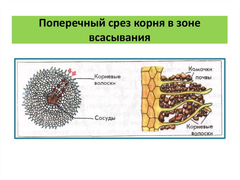 Срез корня. Поперечный срез корня в зоне всасывания.