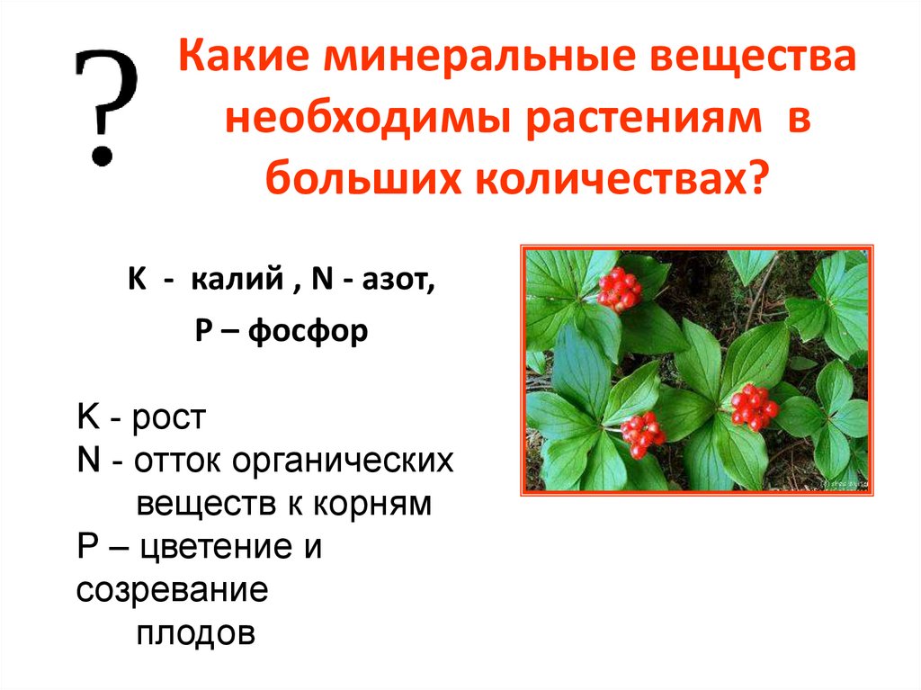 Газ необходимый растениям