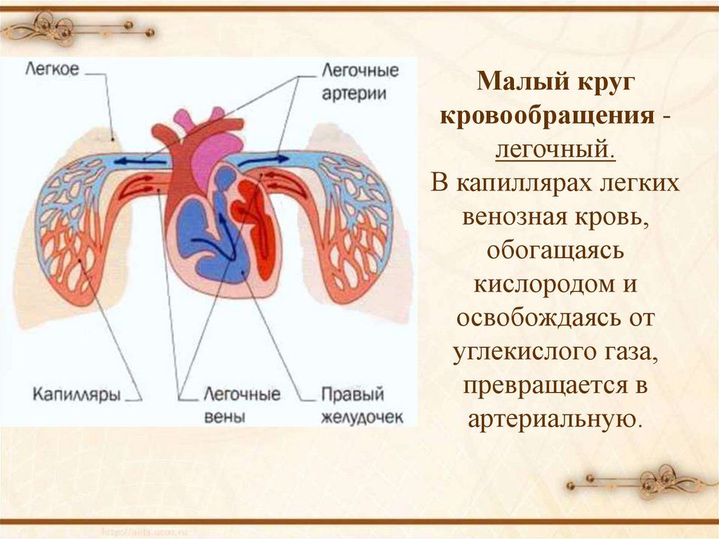 Какой цифрой на рисунке обозначены легочные капилляры по которым кровь течет к сердцу