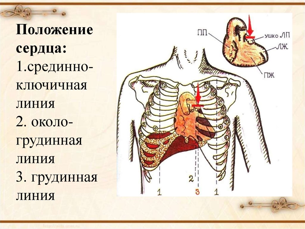 Положение сердца в теле. Сердце положение сердца. Сердце расположено срединно. Положение сердца у взрослого человека.