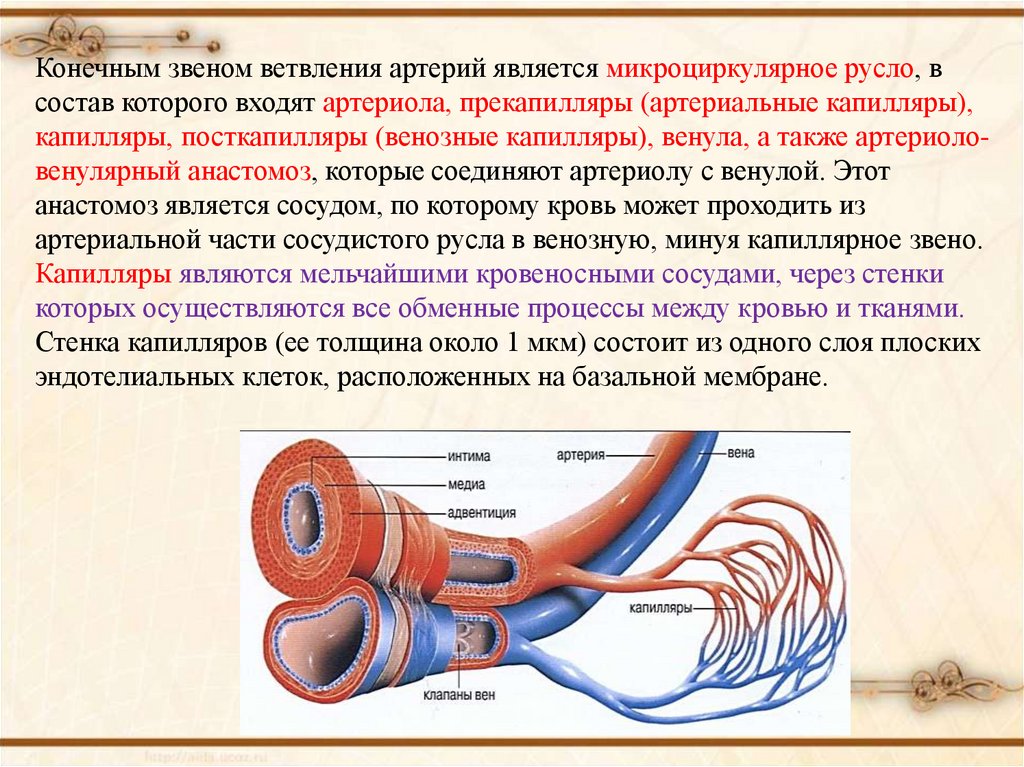 Физиология сердечно сосудистой системы