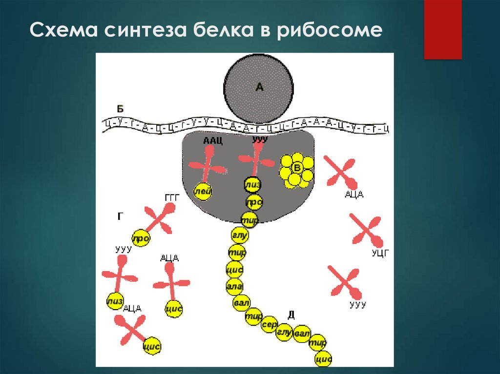 Синтез белка схема. Полисома Синтез белка. Моделирование+биосинтеза+белка. Белки синтезируются на рибосомах.