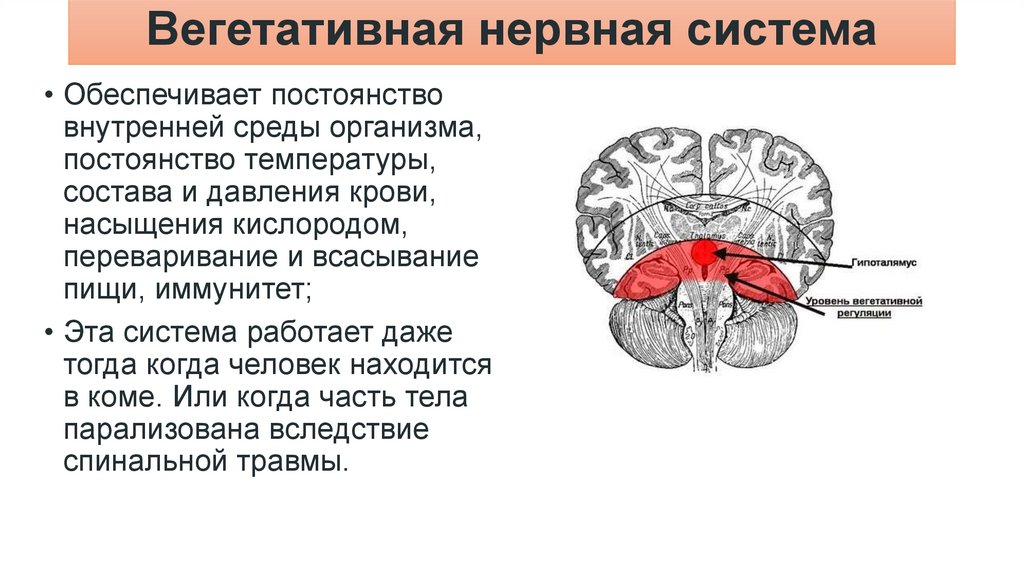 Вегетативная нервная система