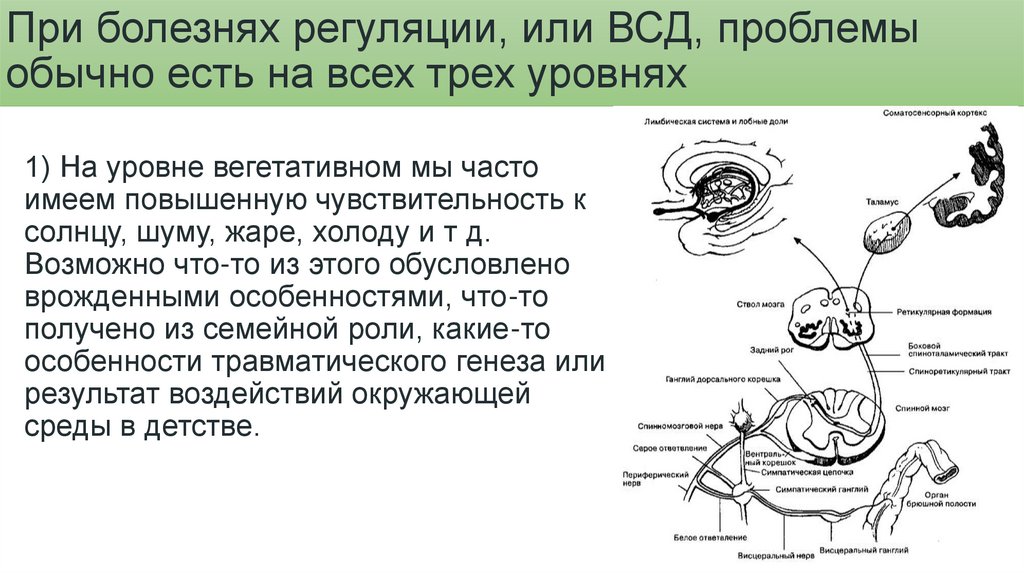 Регуляция жизнедеятельности у животных