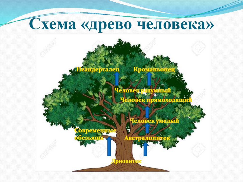 Родословная человека схема