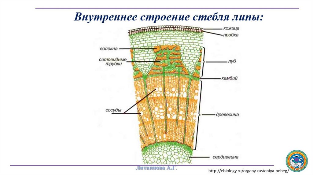 Срезы стебля и корня