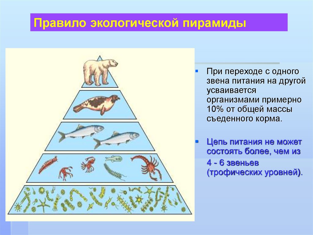 Звенья пищевой цепи биология 5 класс. Экологическая пирамида тайги. Экологическая пирамида это в биологии 11 класс. Экологическая пирамида водной экосистемы. Цепи и сети питания экологические пирамиды.