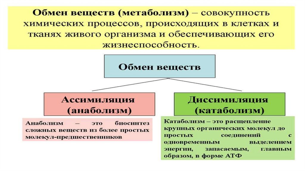 Обмен веществ 9. Диссимиляция что происходит с молекулами органических веществ. Почему диссимиляцию называют энергетическим обменом клетки.