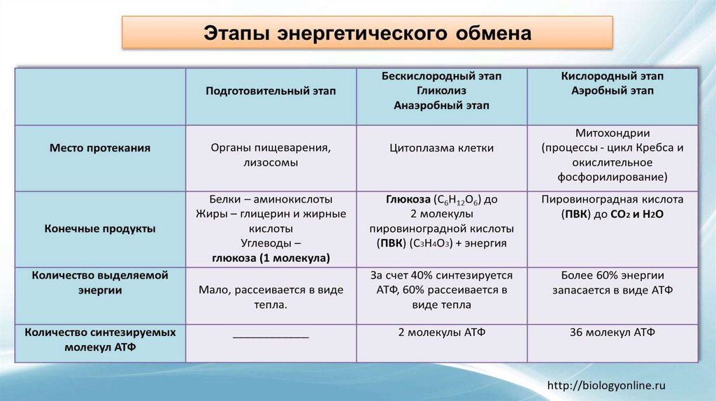 Схема клеточное дыхание с подписями егэ биология