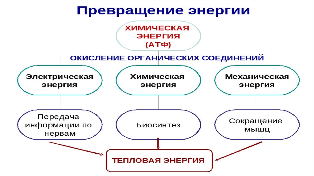 Класс обмен 10 класс. Виды диссимиляции. Диссимиляция схематично. Диссимиляция схема типы клеток. Изобразите схематично процесс диссимиляции.