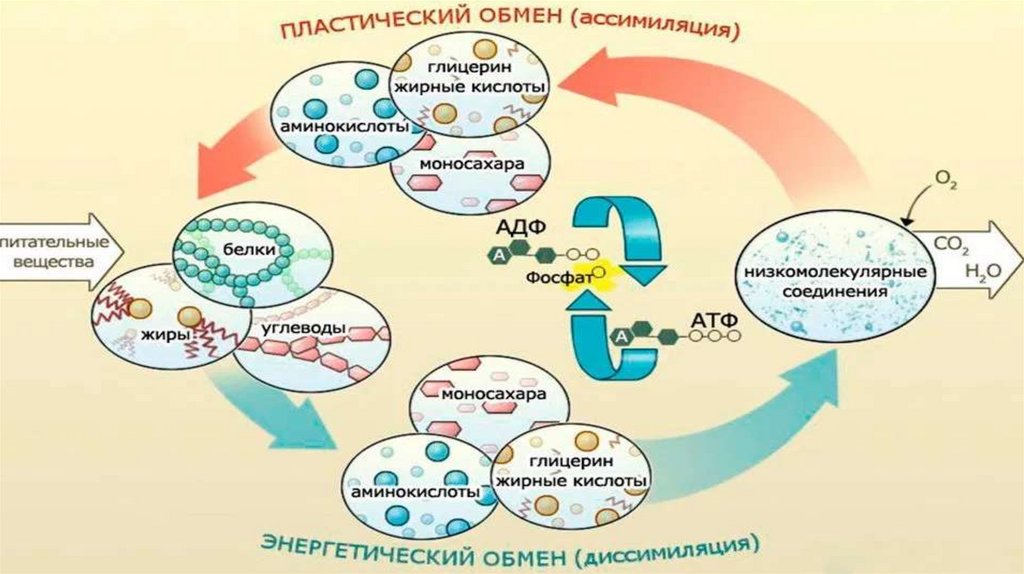 Обмен тг. Схема обмена веществ в клетке. Интеллект карта обмен веществ. Процессы диссимиляции. Процессы клеточного обмена.