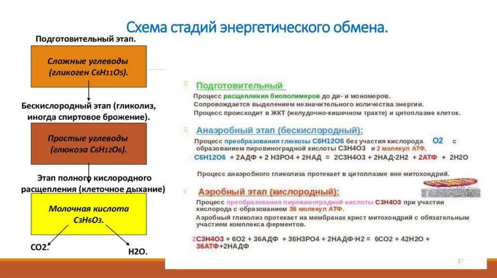 Энергетический обмен в клетке гликолиз и окислительное фосфорилирование презентация 10 класс