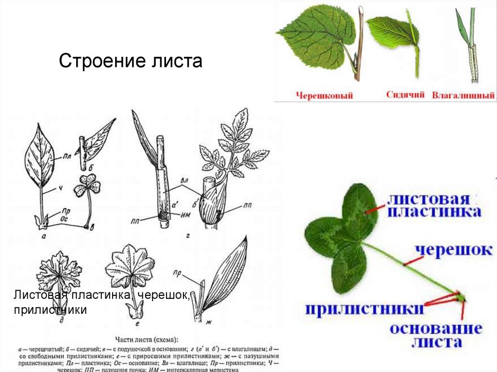 Основные части листа это