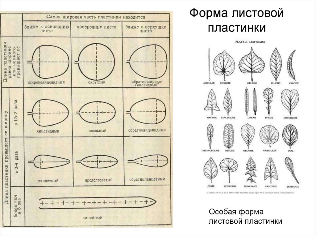 Характер листовых пластинок