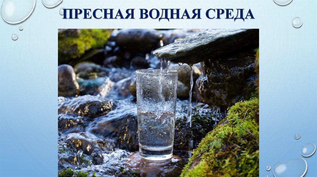 Пресная водная среда