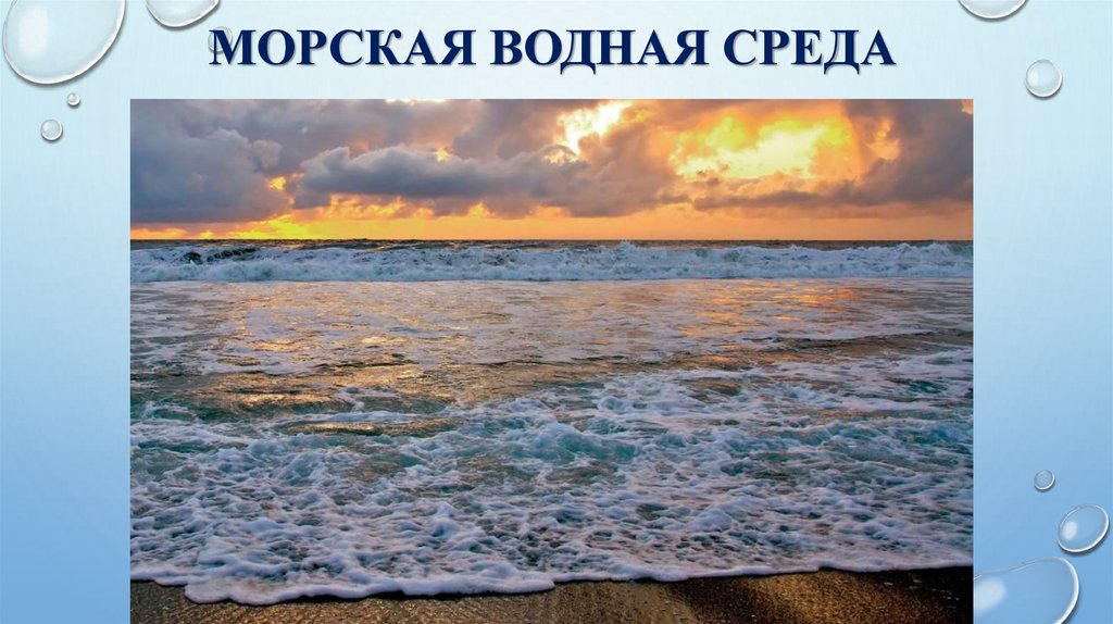 Морская водная среда