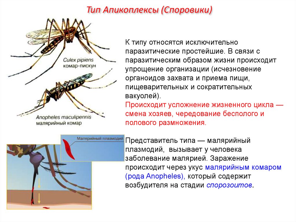 Какое развитие у малярийного комара. Жизненный цикл малярийного комара. Малярийный плазмодий Тип класс отряд вид. Жизненный цикл малярийного комара кратко. Тип и Подцарство комара.