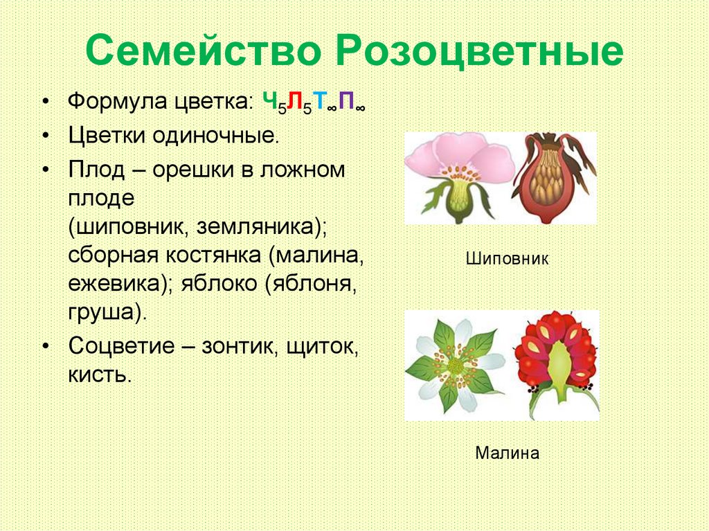 Формула и диаграмма розоцветных