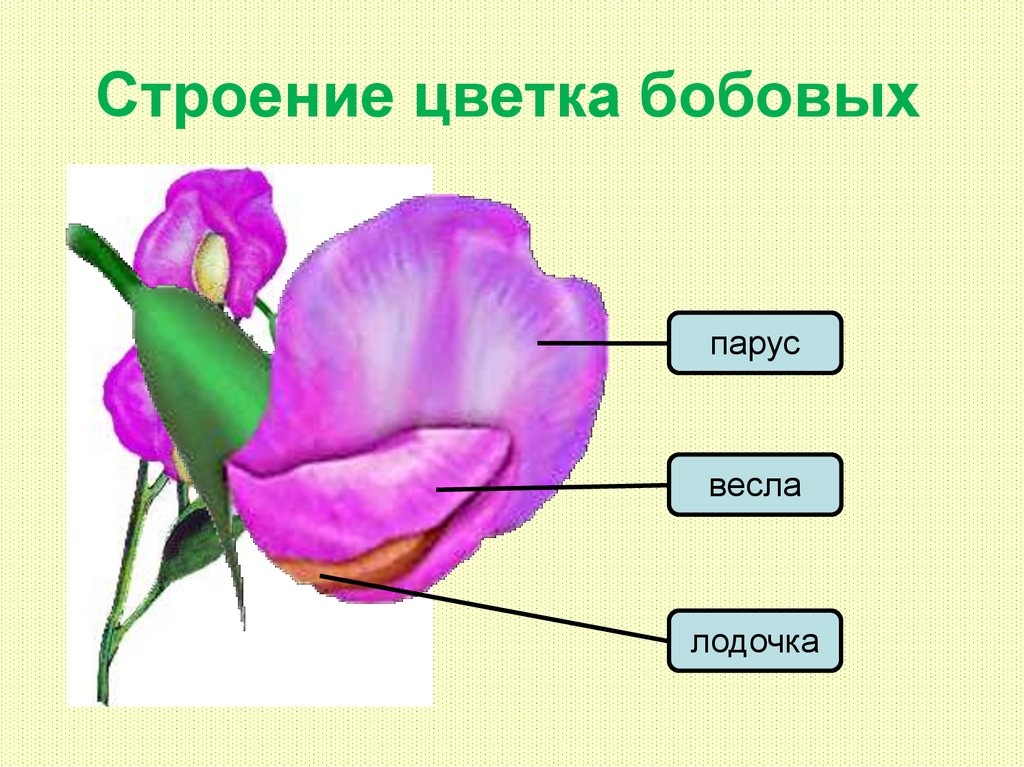 Какую формулу цветка имеют бобовые