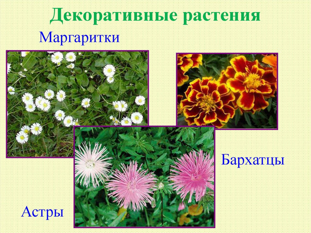 Растения презентация 7 класс. Декоративные двудольные растения. Маргаритка это двудольное растение?. Бархатцы двудольные или Однодольные. Покрытосеменные декоративные примеры.