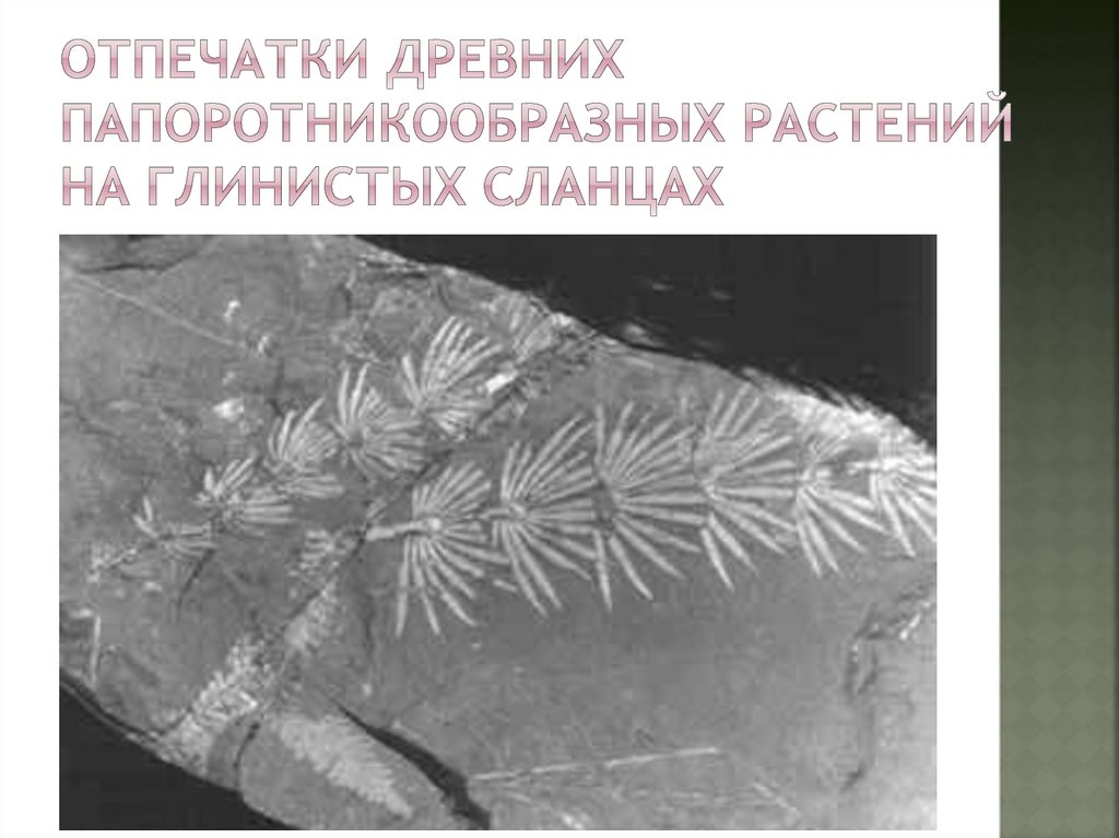 Отпечатки древних папоротникообразных растений на глинистых сланцах