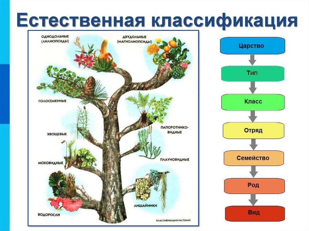 Виды объектов по вертикали