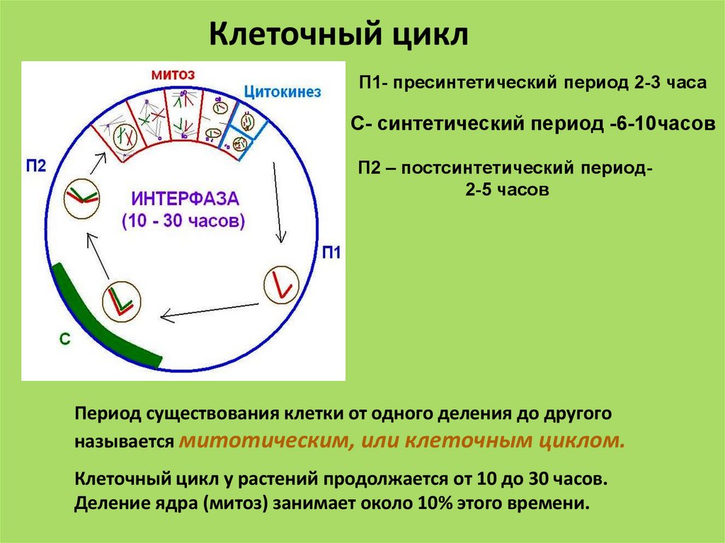 Жизненный цикл клетки состоит из интерфазы. Этапы жизненного цикла клетки схема. Жизненный цикл клетки митоз схема. Схема клеточного цикла интерфаза.