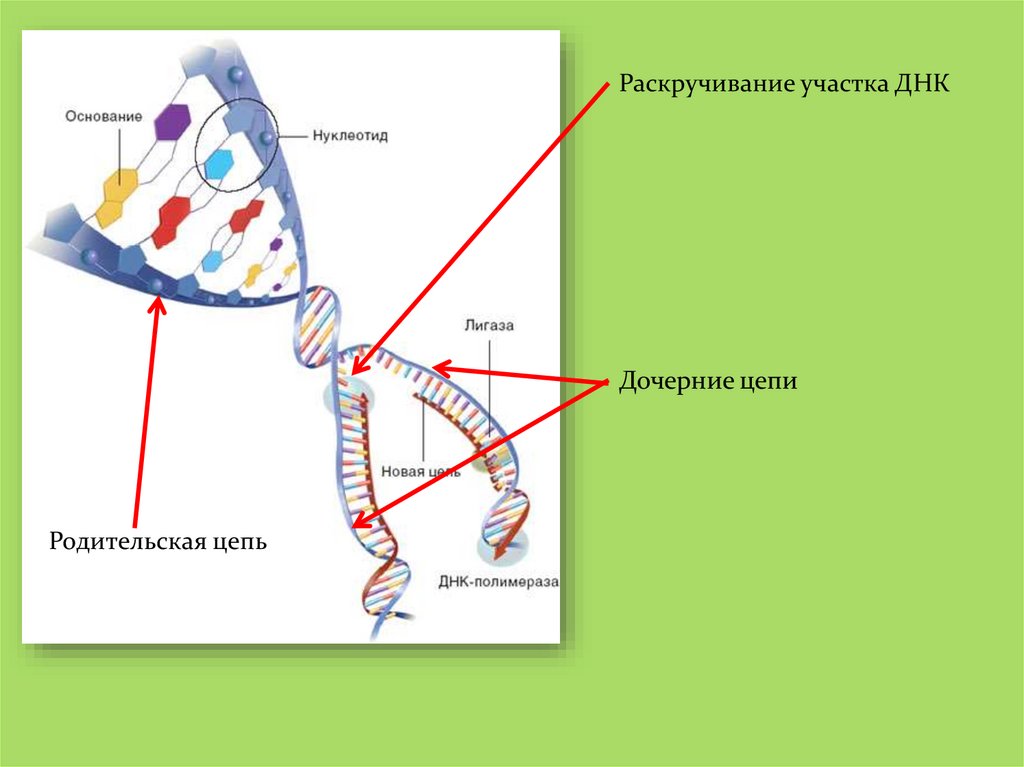 Жизненный цикл клетки презентация 10 класс