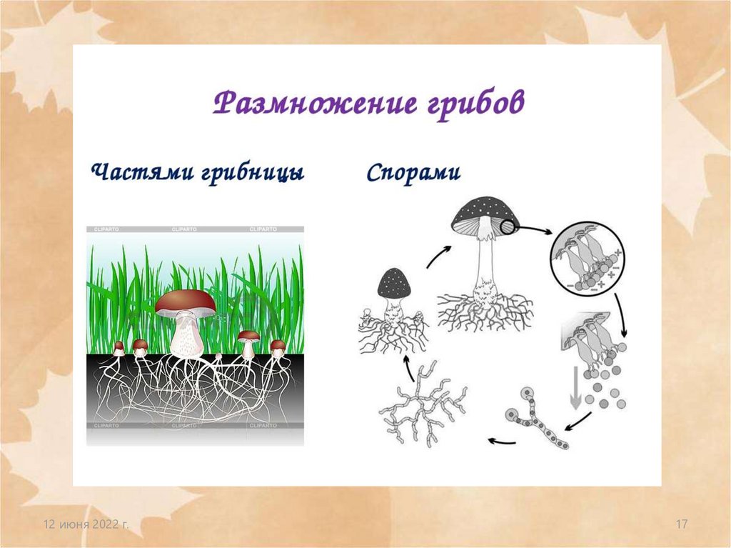 Спора грибов 7. Размножение грибов грибницей. Размножение грибов спорами. Размножение грибов 5 класс биология. Схема способы размножения грибов.