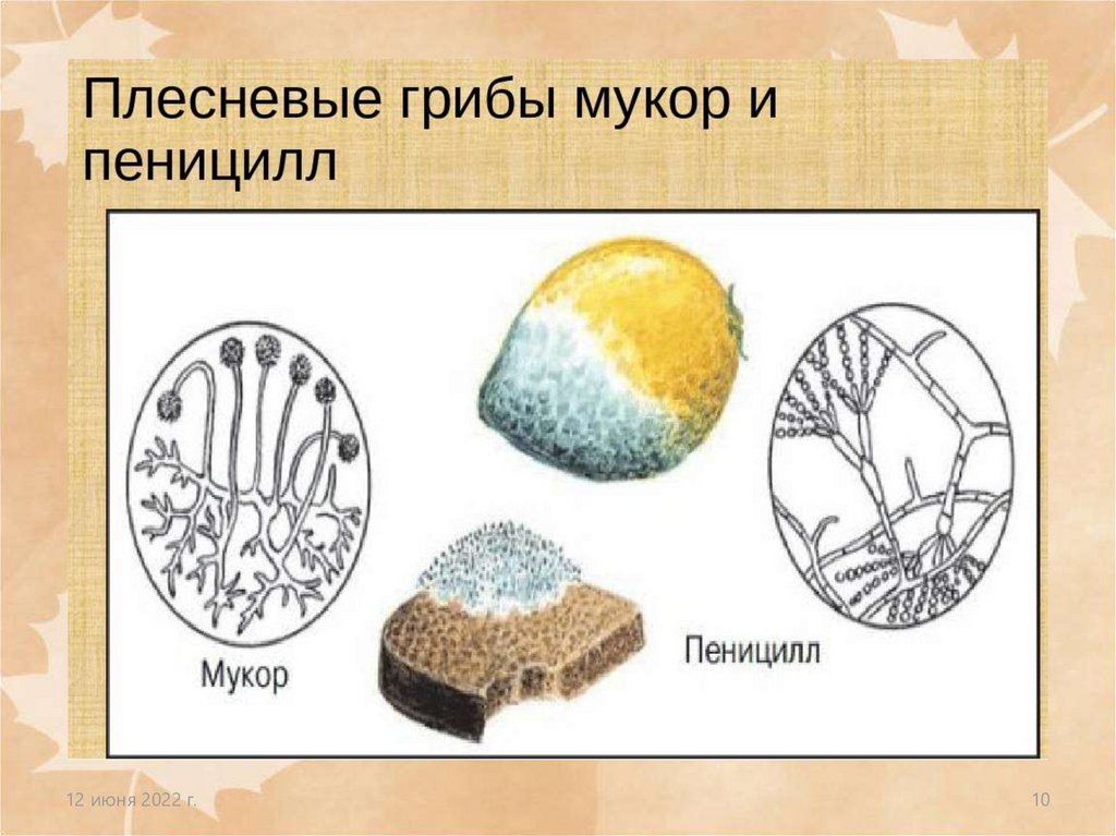 Мукор царство. Плесневые грибы 5 класс биология. Что такое гриб пеницилл 5 класс биология. Плесневые грибы рисунок 5 класс биология. Плесневый гриб мукор 5 класс биология.