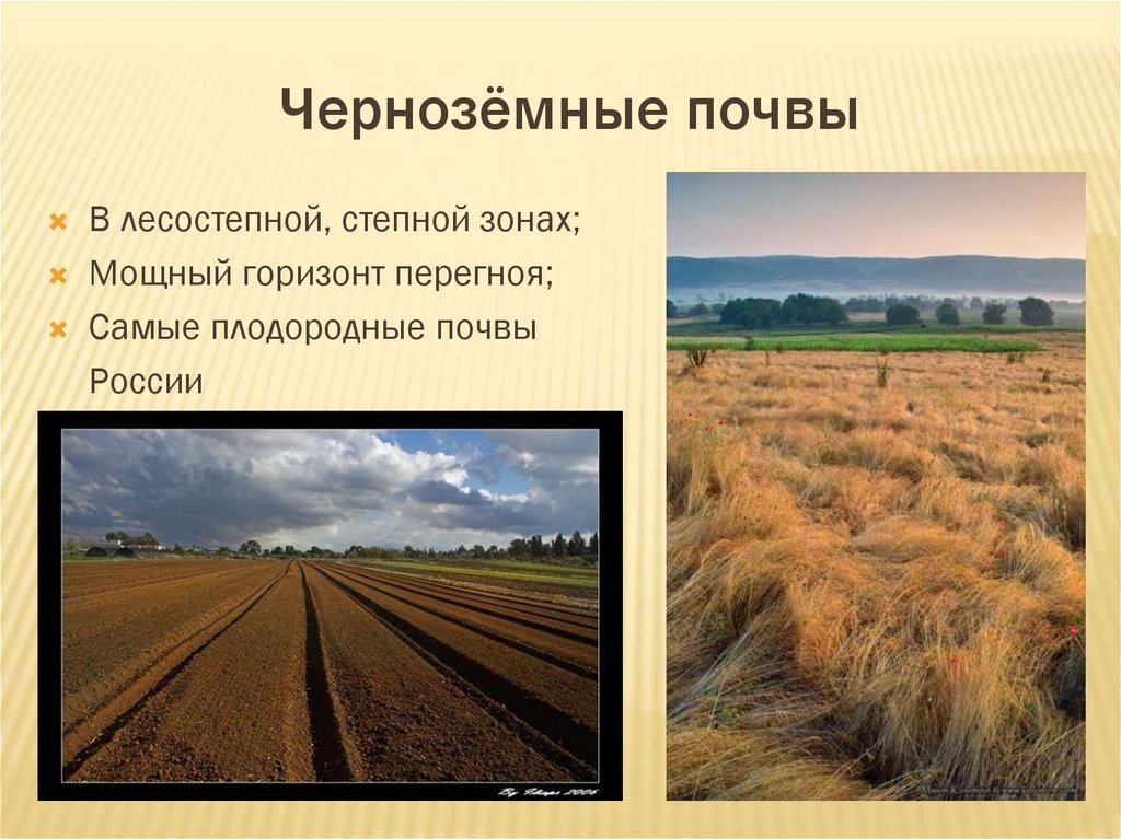 Какой тип почвы в степной зоне. Зона степей России почвы. Почвы в лесостепи чернозем в России. Чернозем в степи. Черноземные почвы лесостепной зоны.