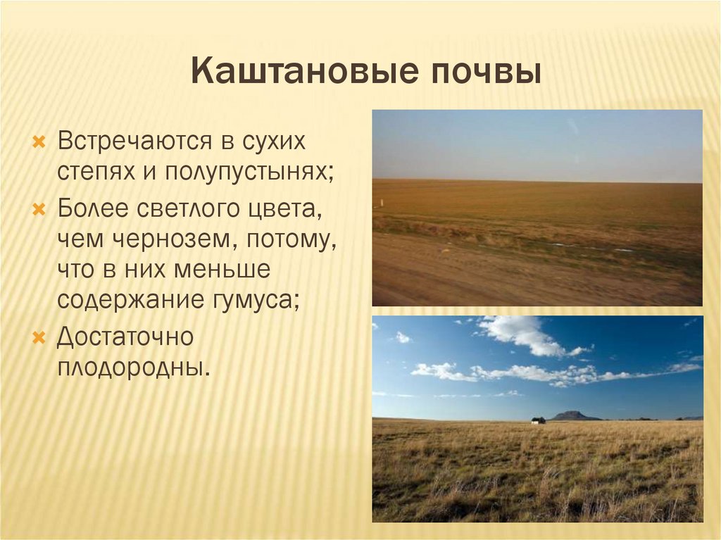 Природные зоны по степени плодородия. Каштановые почвы природная зона в России. Каштановые почвы характеристика. Каштановые почвы описание. Особенности каштановых почв.