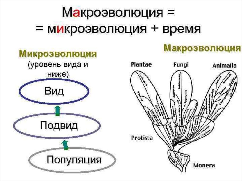 Учение о микроэволюции презентация