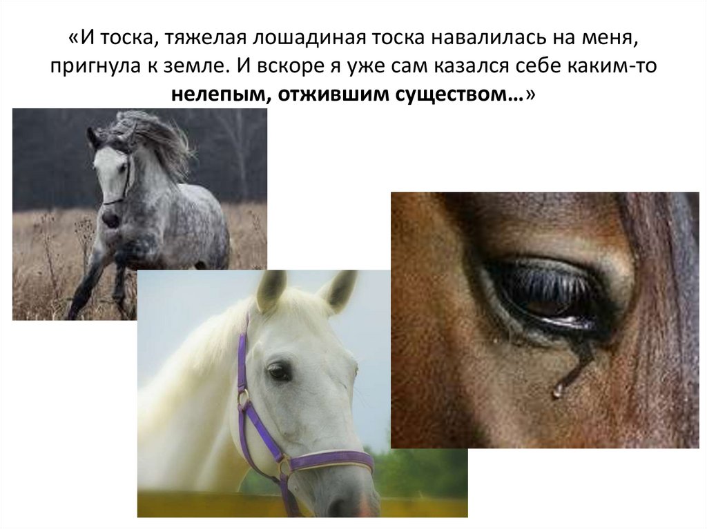 Произведение о чем плачут лошади