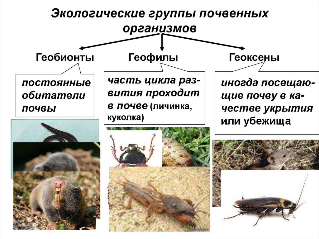 Экологические группы организмов таблица