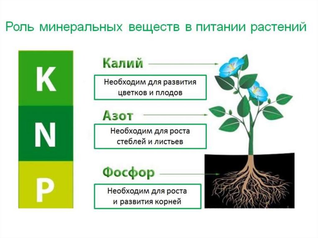 Почва источник питательных веществ для растений проект