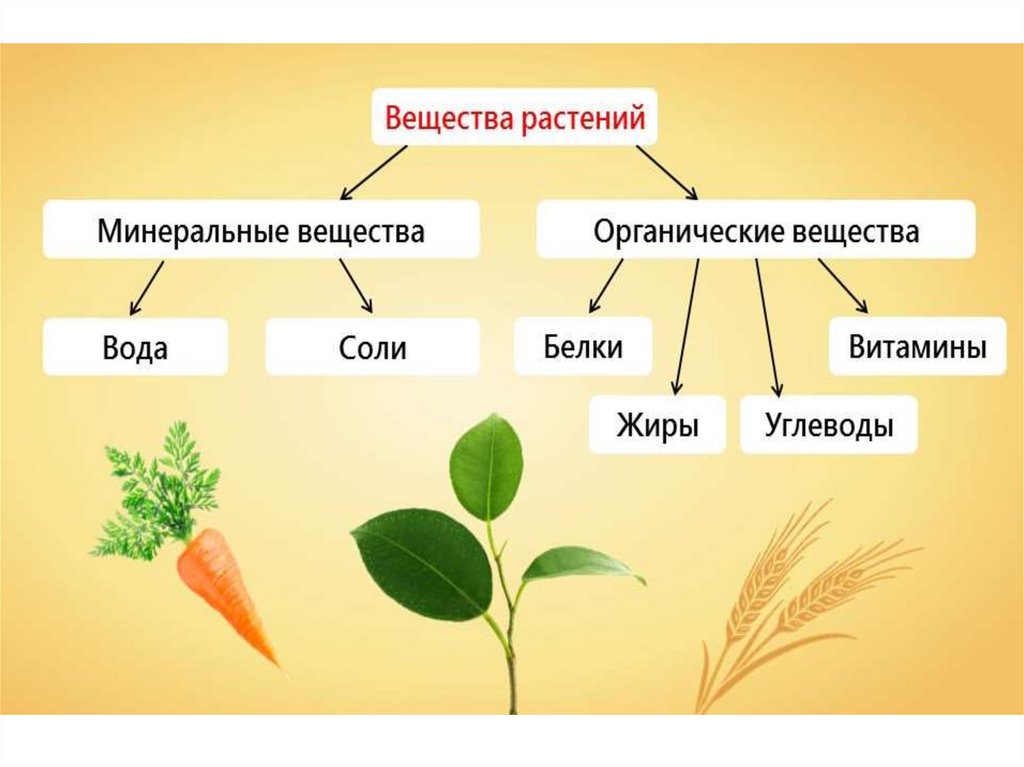 Тест по теме минеральное питание. Схема питания растений. Минеральные вещества для растений. Органические и Минеральные вещества растений. Минеральное питание растений.