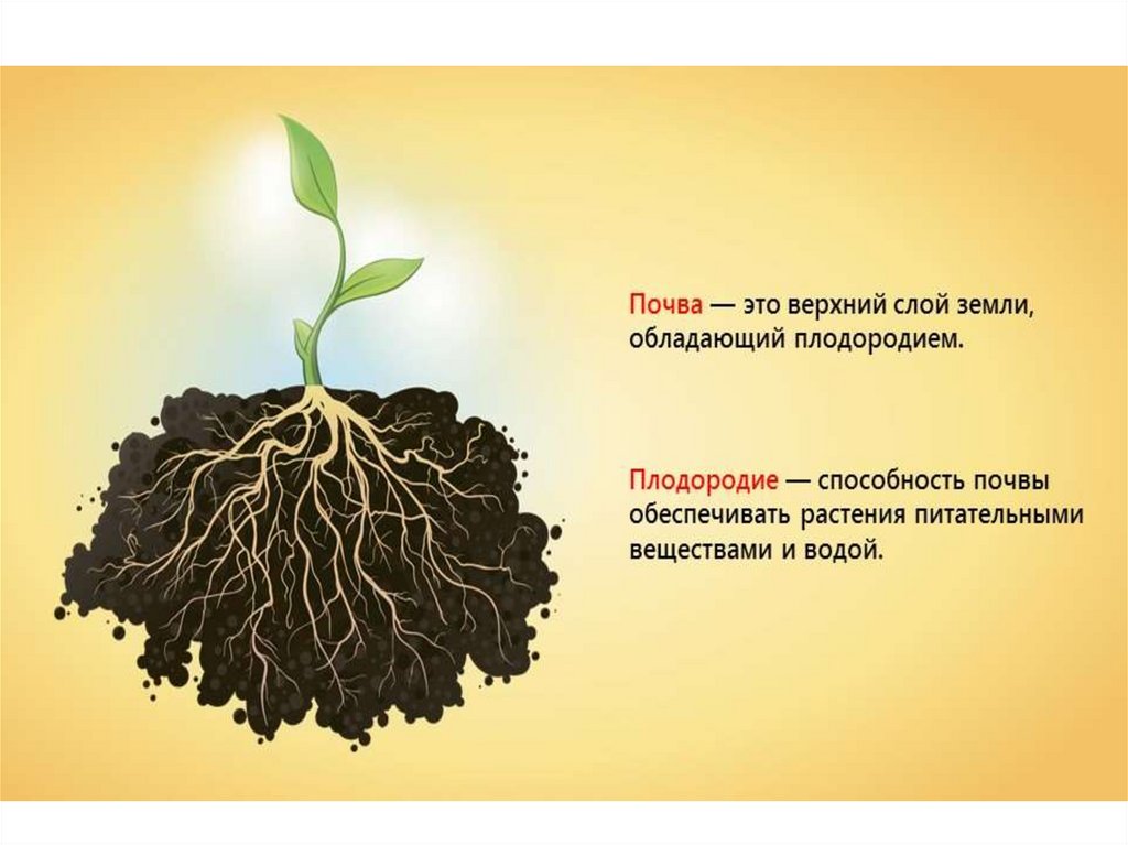 Растения обеспечивают жизнь другим потому что. Минеральное питание растений. Плодородие почвы. Минеральное почвенное питание растений.