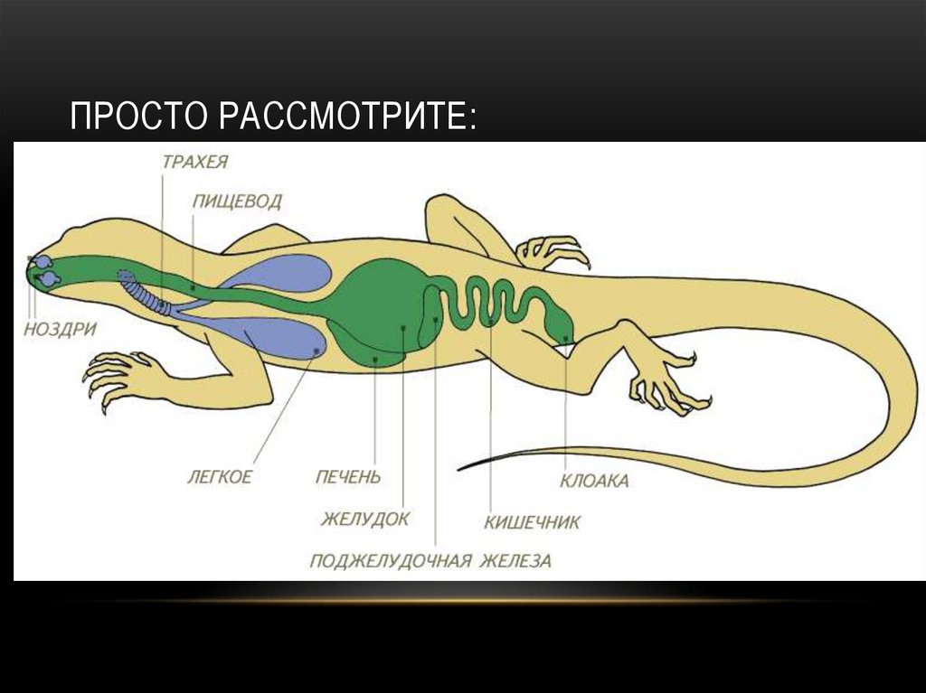 Просто рассмотрите: