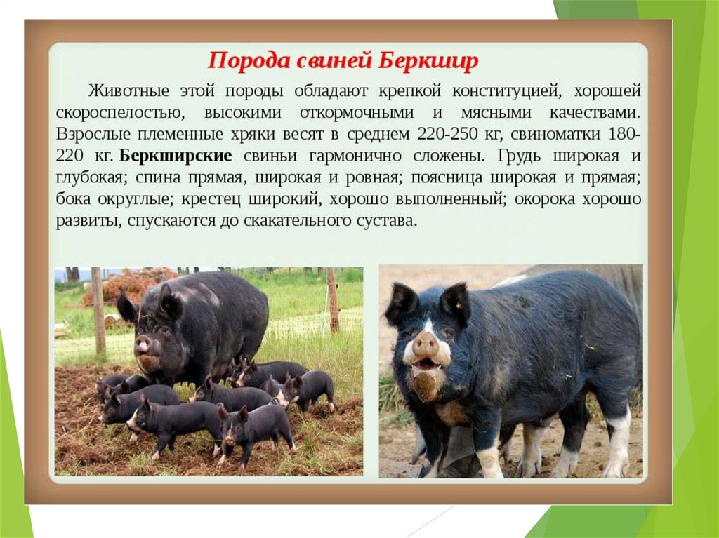 Какие виды свиней. Породы свиней. Породы свиней с фотографиями и названиями. Описание пород свиней. Домашние свиньи породы.