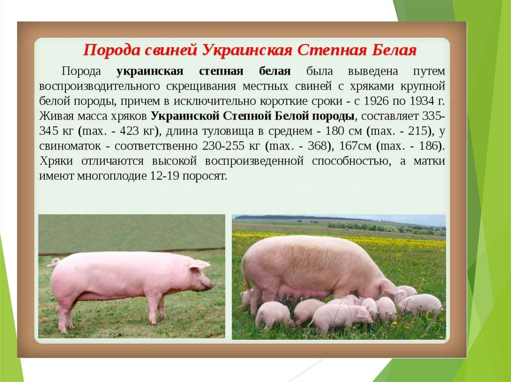 Направление пород свиней. Украинская Степная белая порода свиней ландрас. Поросята крупно белая дюрок. Украинская Степная порода свиней. Украинская порода свиней ландрас Степная.