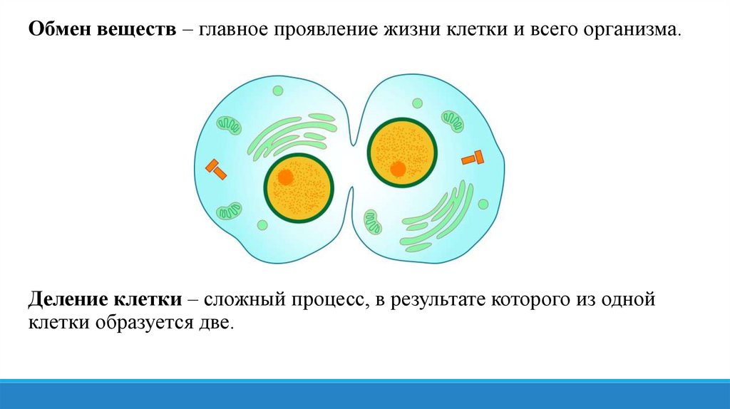 Особенности деления клетки