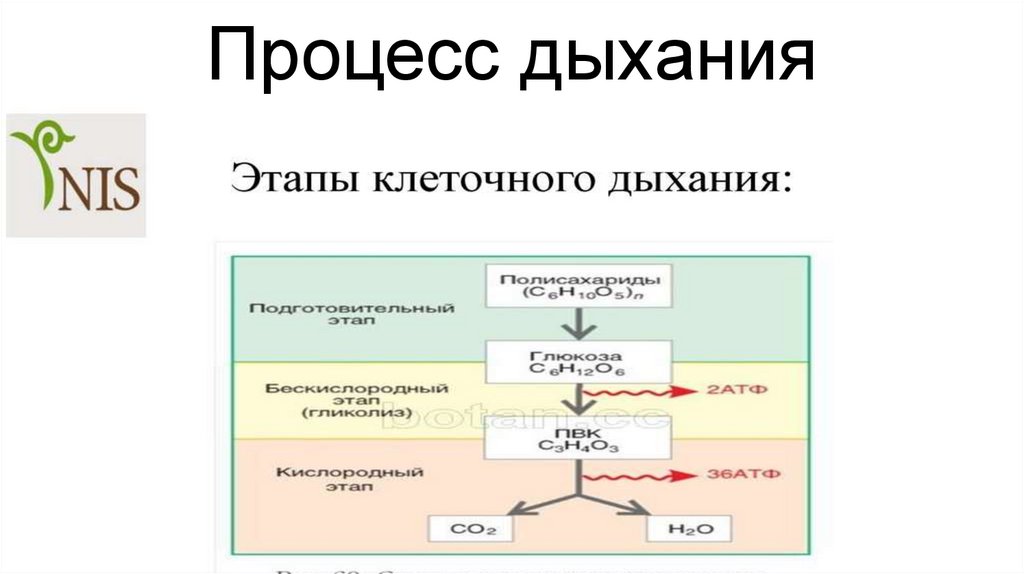 Процесс дыхания презентация