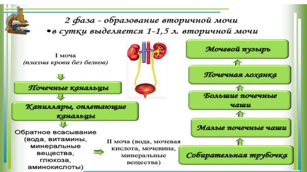 Процесс дыхания химия 7 класс презентация